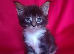 Leo - Maine Coon Kitten For Sale - New York, NY, US