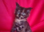 Misty - Maine Coon Kitten For Sale - New York, NY, US