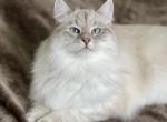 Sunrise - Siberian Cat For Sale - Salem, OR, US