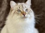 Siberian Neva Masquerade - Siberian Cat For Sale - Salem, OR, US