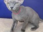 Layla - Devon Rex Cat For Sale - Brooklyn, NY, US