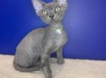 Leo - Devon Rex Cat For Sale - Brooklyn, NY, US