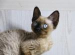 Max - Devon Rex Cat For Sale - Brooklyn, NY, US