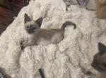 Littles Siamese - Siamese Kitten For Sale - Kissimmee, FL, US