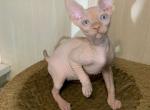 Theo - Sphynx Cat For Sale - Brooklyn, NY, US