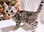 Theo - Bengal Kitten For Sale - Battle Ground, WA, US