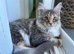 Lucy - Maine Coon Cat For Sale - OH, US