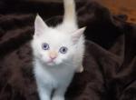 Chino - Ragdoll Kitten For Sale - Garland, TX, US
