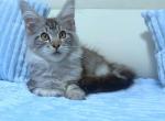 Antonio - Maine Coon Kitten For Sale - New York, NY, US