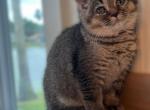 Luna - British Shorthair Kitten For Sale - Jacksonville, FL, US