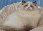 Graf - Ragdoll Cat For Sale - Miami, FL, US