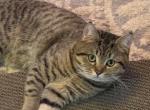 Riki - Scottish Straight Cat For Adoption - Philadelphia, PA, US