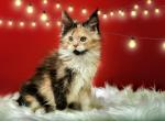 Diana - Maine Coon Cat For Sale - Miami, FL, US