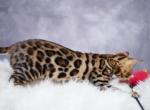 Chanels  litter - Bengal Kitten For Sale - Arvada, CO, US