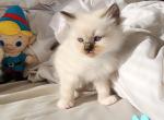 Female Mitted Ragdoll - Ragdoll Cat For Sale - Janesville, WI, US