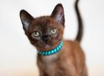 Quantum - Burmese Kitten For Sale - Miami, FL, US