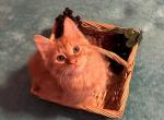 Orange Kitten Available - Siberian Kitten For Sale - West Springfield, MA, US