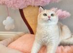 CY12 Boy - British Shorthair Cat For Sale - Fontana, CA, US