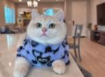 Purple shaded Boy CY12 - British Shorthair Cat For Sale - Fontana, CA, US