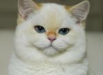Diesel - British Shorthair Cat For Sale - 