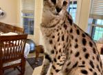 Gorgeous Savannah High Percentage - Savannah Cat For Sale - FL, US