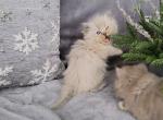 Nicholas - Ragdoll Kitten For Sale - Phoenix, AZ, US