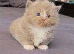 Shortstack - Munchkin Kitten For Sale - Phoenix, AZ, US