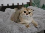 Wanita - Scottish Fold Cat For Sale - Levittown, PA, US