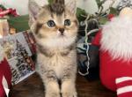 Lara - British Shorthair Kitten For Sale - Miami, FL, US