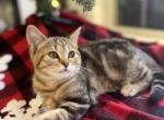 Mimi - Scottish Straight Cat For Sale - Miami, FL, US