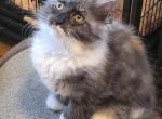 Magic - Maine Coon Cat For Sale - Gaylord, MI, US