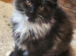 Mai Tai - Maine Coon Cat For Sale - Gaylord, MI, US