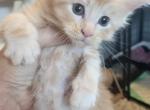 MGB - Maine Coon Cat For Sale - Gaylord, MI, US