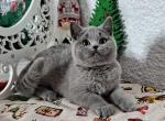 Amigo - British Shorthair Cat For Sale - Hollywood, FL, US