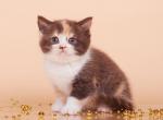 Diana - British Shorthair Cat For Sale - Houston, TX, US