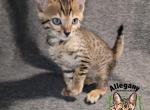 F4 SBT Savannah Male Meowth - Savannah Kitten For Sale - Warren, PA, US