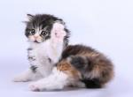 Bianca - Scottish Straight Kitten For Sale - Miami, FL, US