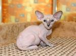 Anyuta - Peterbald Cat For Sale - Norwalk, CT, US