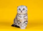 Meyson - Scottish Fold Cat For Sale - Hollywood, FL, US