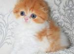 Ymka - Scottish Fold Kitten For Sale - Hollywood, FL, US