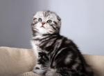 Tiffany - Scottish Fold Kitten For Sale - Hollywood, FL, US