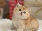 Brie - Scottish Straight Cat For Sale - Seattle, WA, US