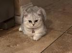 Snow - British Shorthair Cat For Sale - Dallas, TX, US