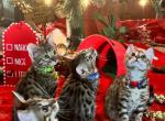 Stellas Boy  Celebrity - Bengal Kitten For Sale - AR, US