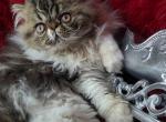 Titan - Persian Kitten For Sale - 