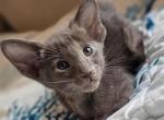 Silver beauty - Oriental Kitten For Sale - Fort Lauderdale, FL, US