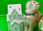 Teddy - Scottish Fold Kitten For Sale - Gaithersburg, MD, US