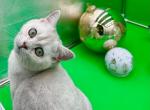 Serj - British Shorthair Cat For Sale - Gaithersburg, MD, US