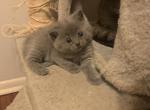 Baby - Scottish Fold Kitten For Sale - Philadelphia, PA, US