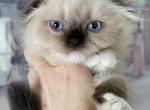 Seal point bicolor LH boy - Scottish Fold Cat For Sale - Sun City Center, FL, US